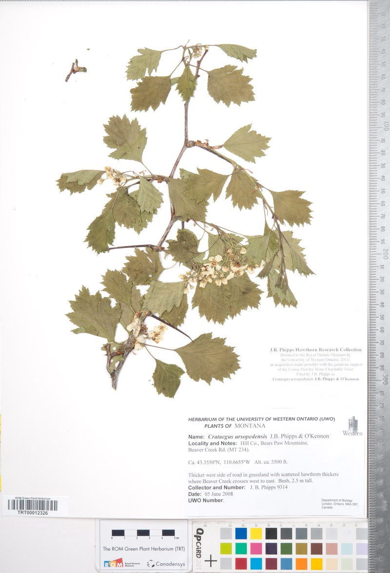Crataegus ursopedensis photo 3