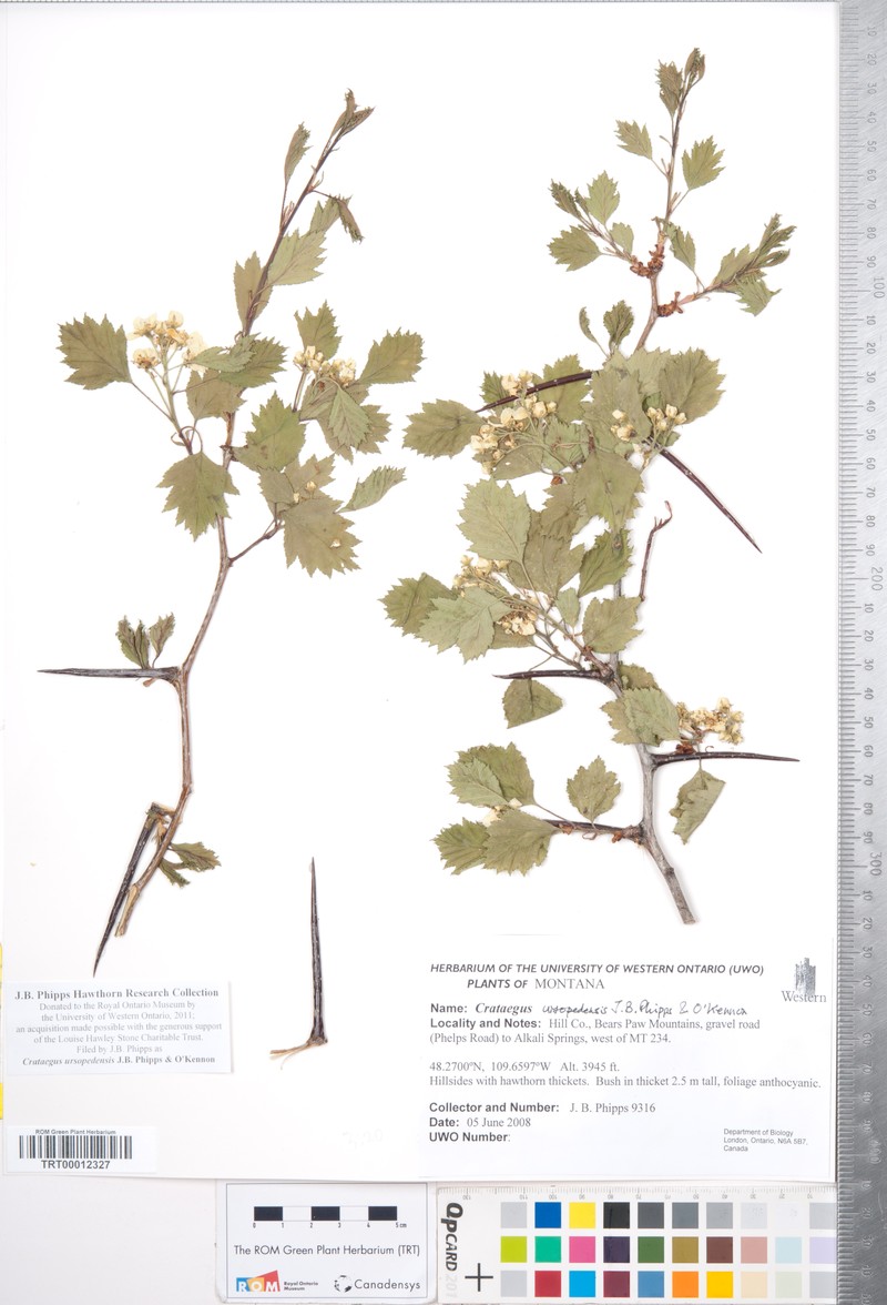 Crataegus ursopedensis photo 4
