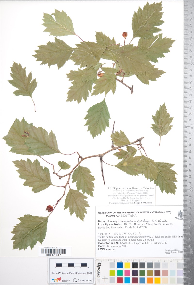 Crataegus ursopedensis photo 5