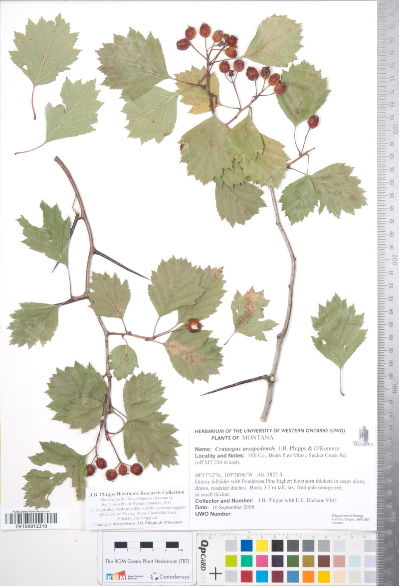 Crataegus ursopedensis photo 6