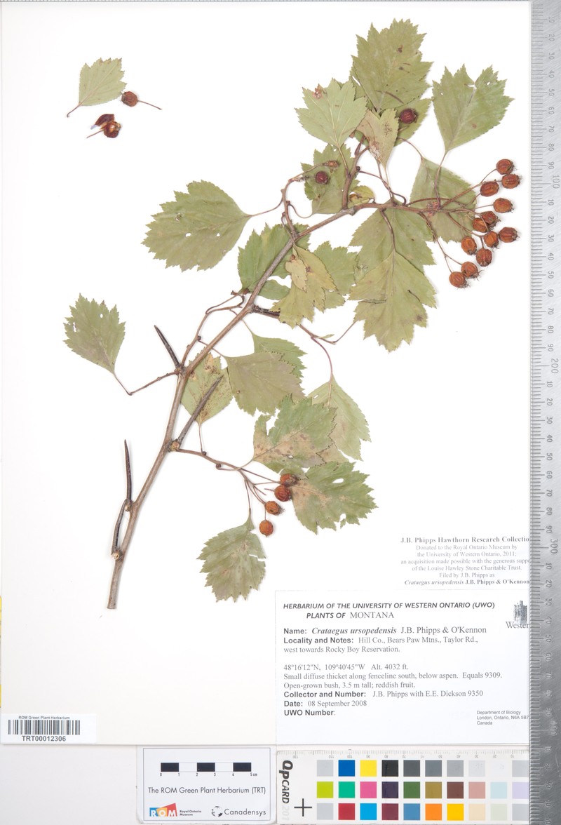 Crataegus ursopedensis photo 7