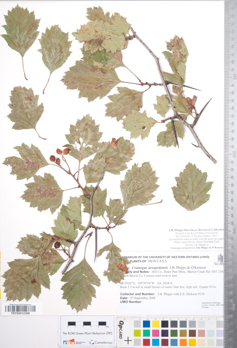Crataegus ursopedensis photo 8
