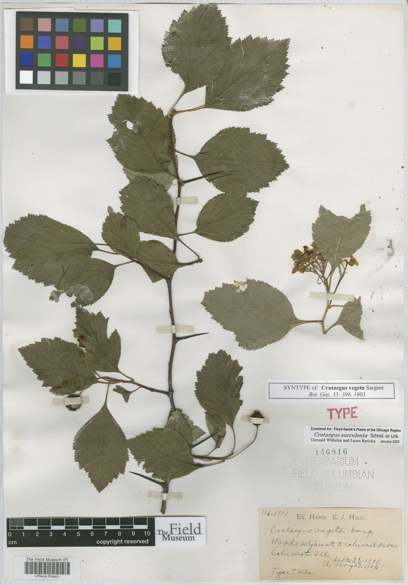 Crataegus vegeta