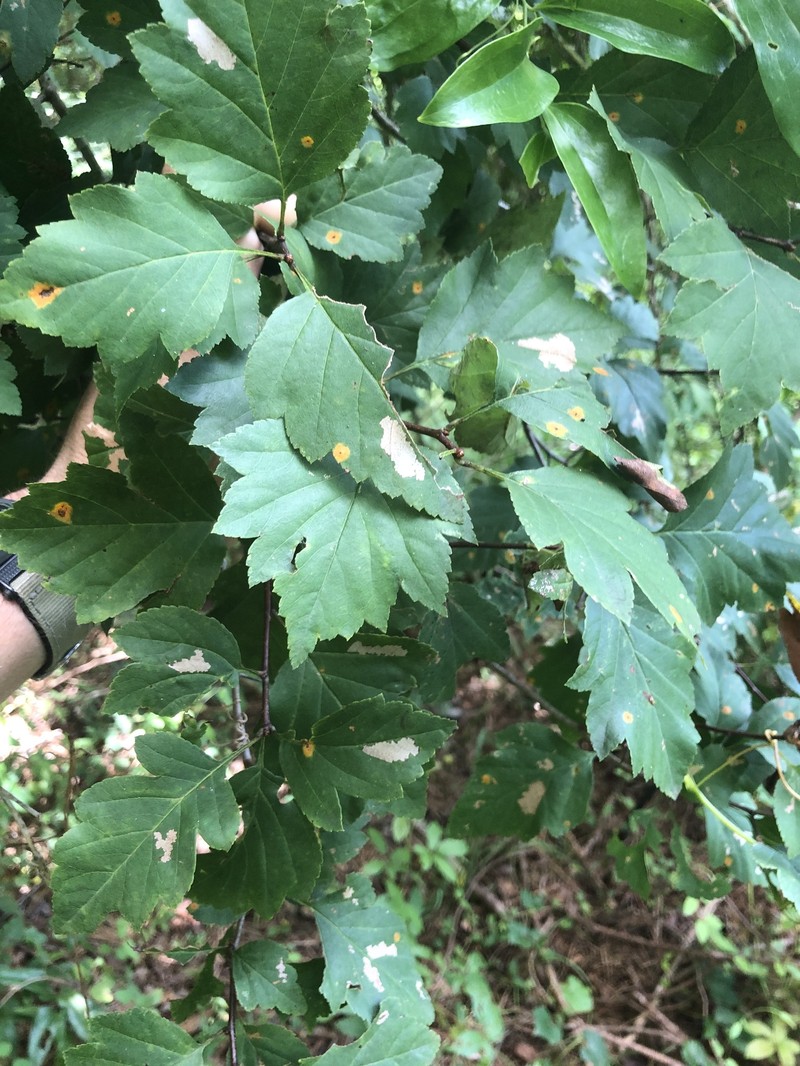 Crataegus venusta photo 2
