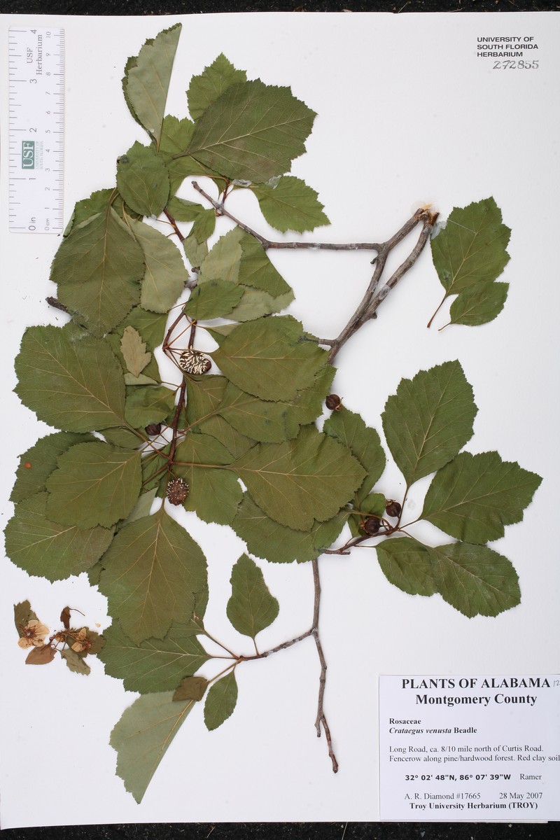 Crataegus venusta photo 3