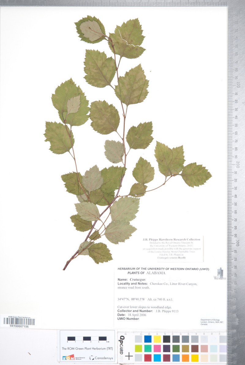 Crataegus venusta photo 4