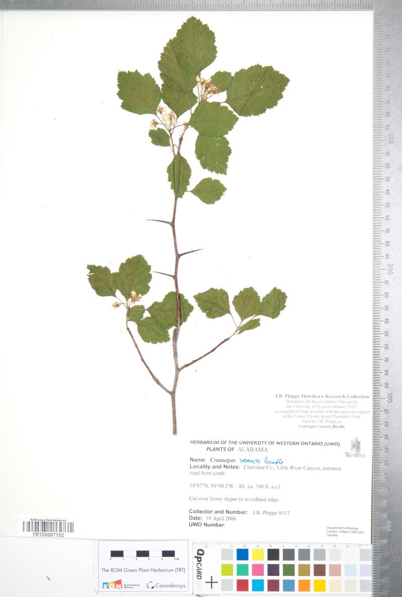 Crataegus venusta photo 5