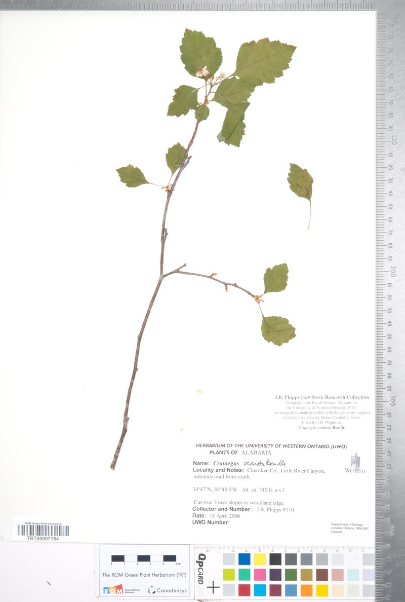 Crataegus venusta photo 6