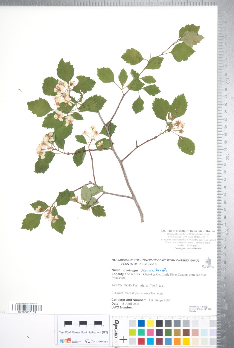 Crataegus venusta photo 7