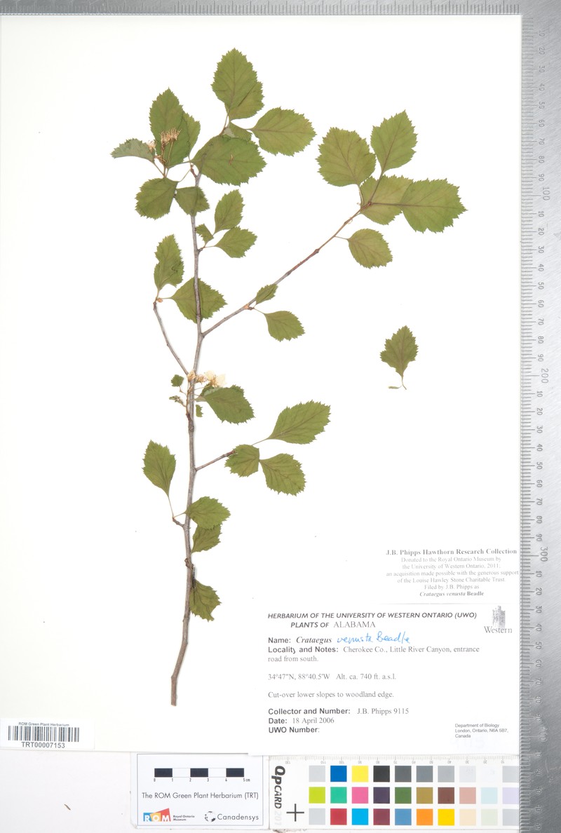 Crataegus venusta photo 8