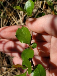 Green Hawthorn