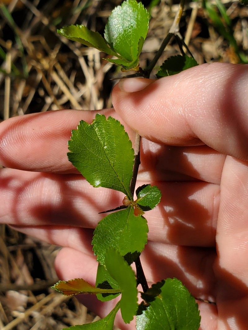 Green Hawthorn