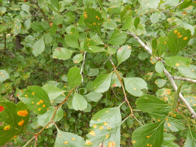Green Hawthorn photo 2