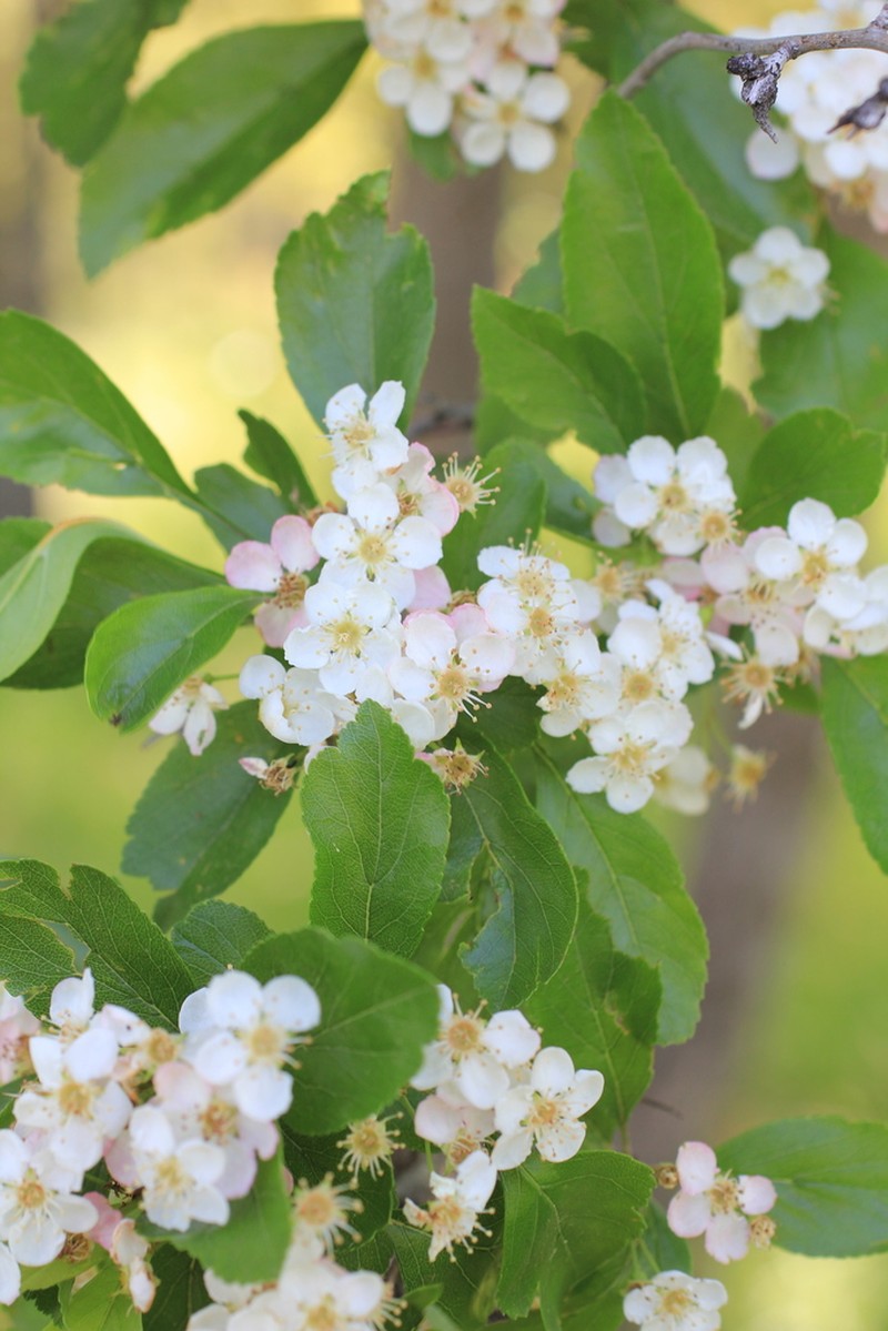 Green Hawthorn photo 3