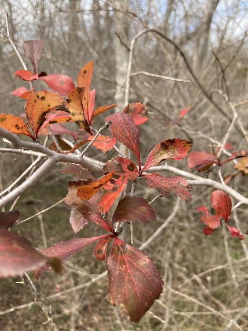Green Hawthorn photo 4