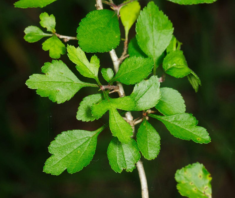 Green Hawthorn photo 5