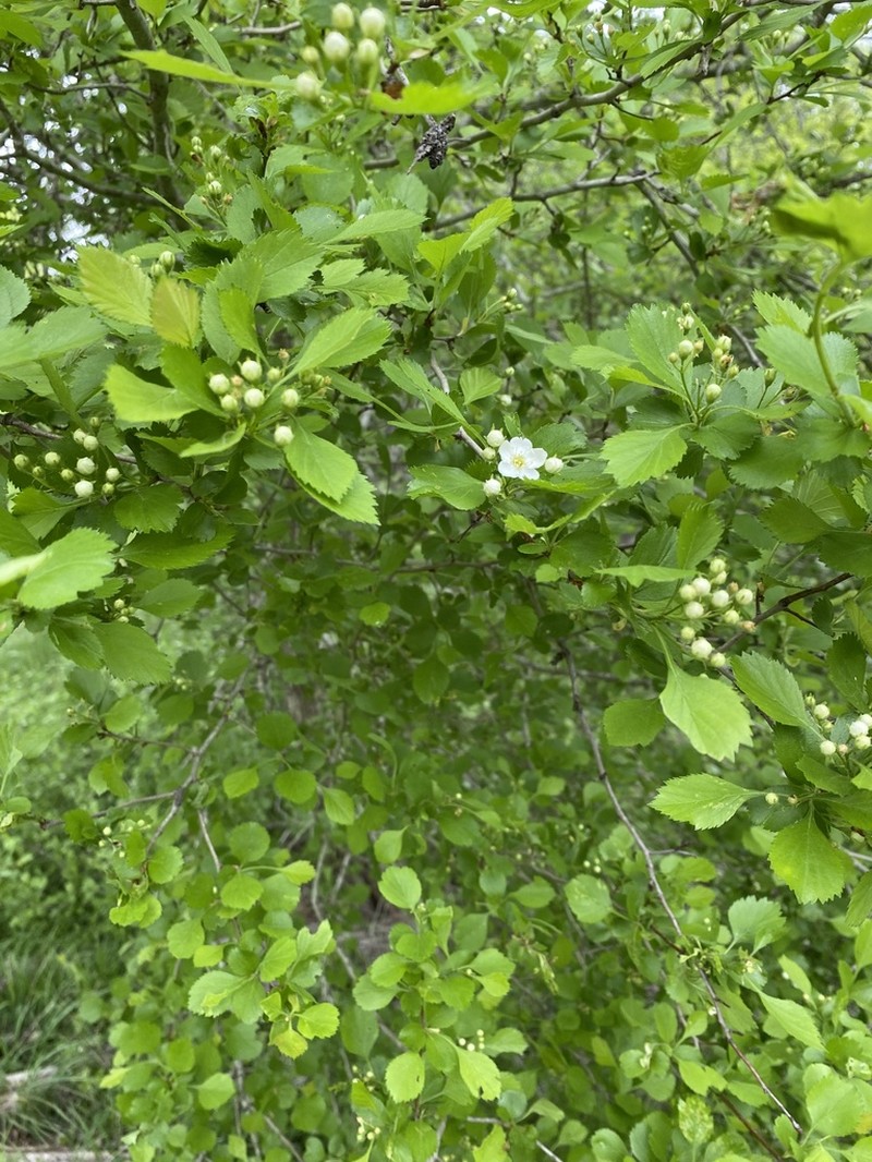 Green Hawthorn photo 6