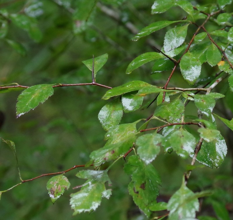 Green Hawthorn photo 7