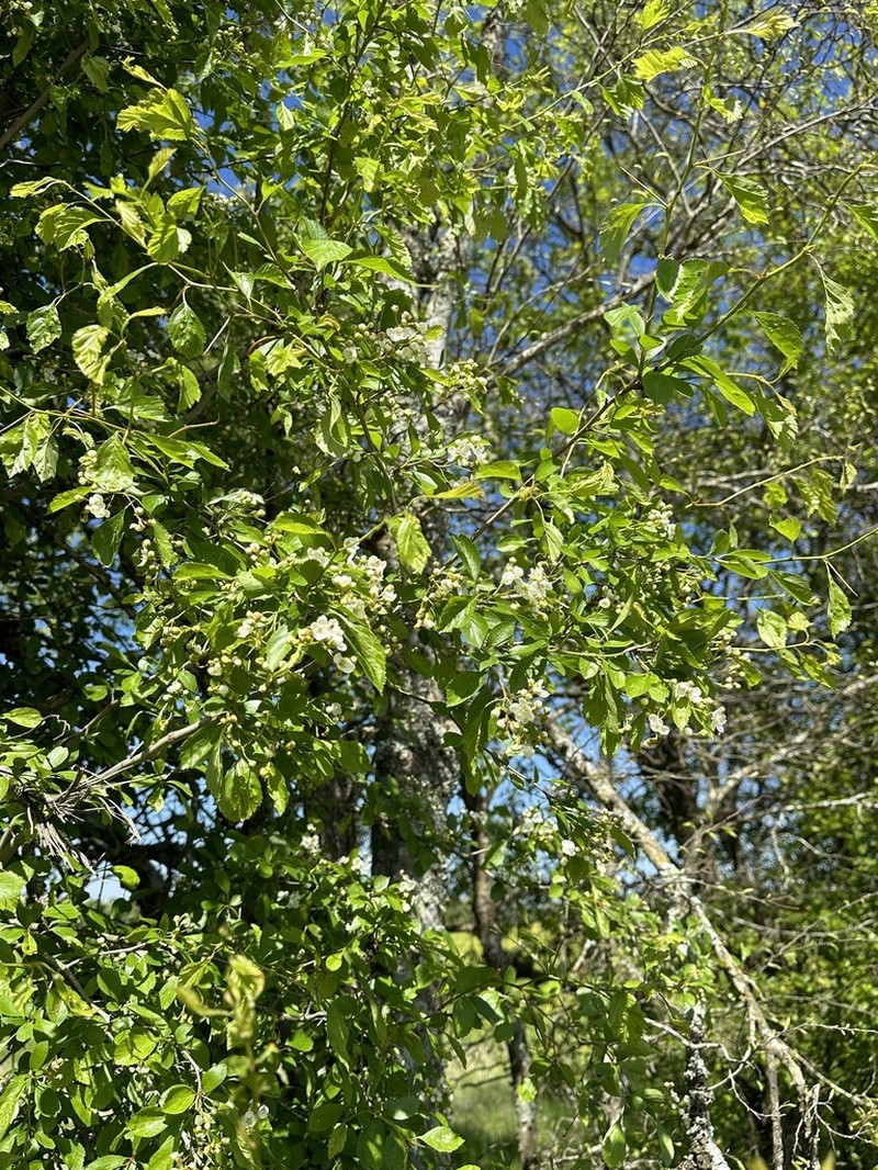 Green Hawthorn photo 8