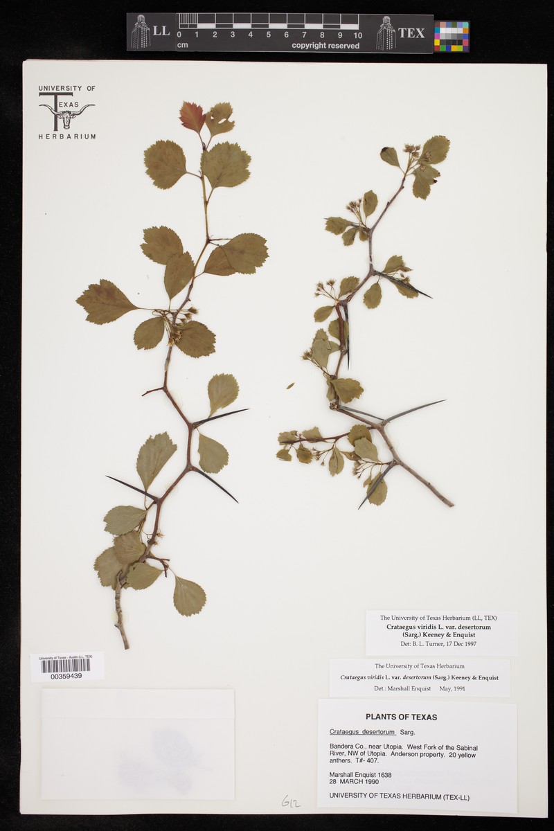 Crataegus viridis var. desertorum