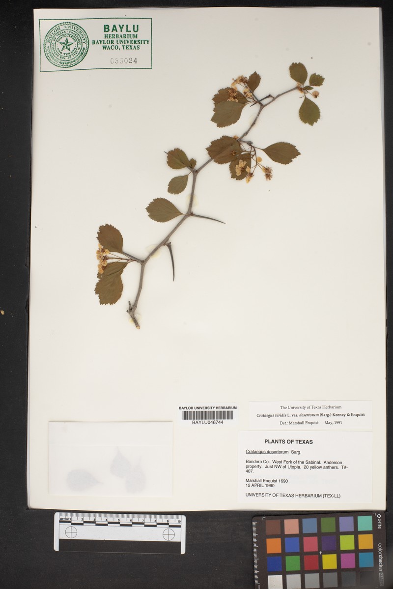 Crataegus viridis var. desertorum photo 2
