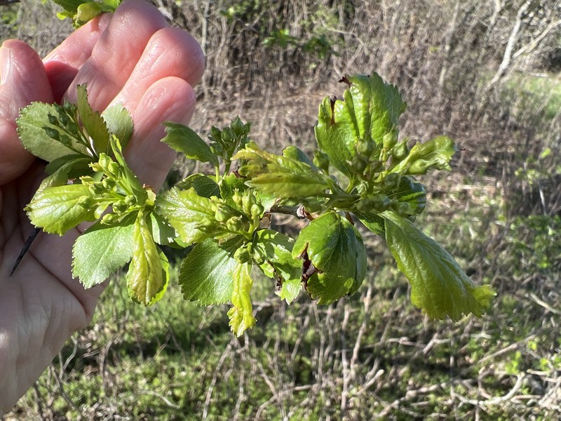 Crataegus viridis var. glabriuscula