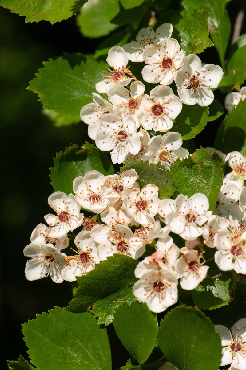 Crataegus viridis var. glabriuscula photo 2