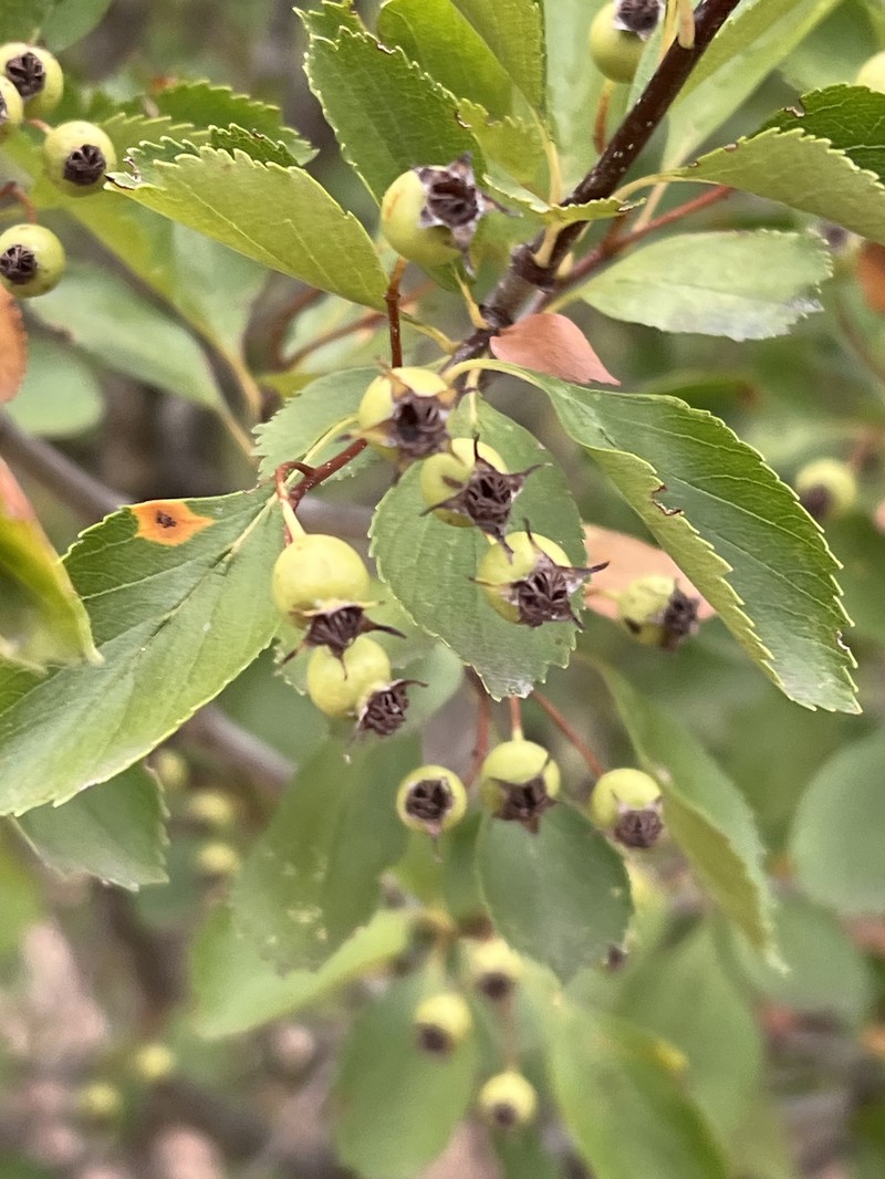 Crataegus viridis var. glabriuscula photo 3