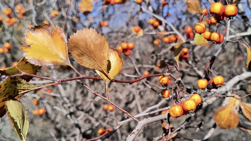 Crataegus viridis var. glabriuscula photo 4
