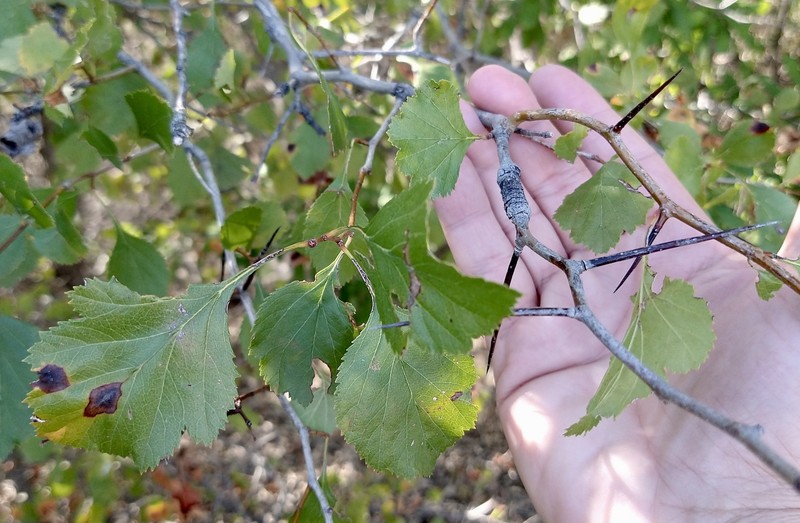 Crataegus viridis var. glabriuscula photo 5