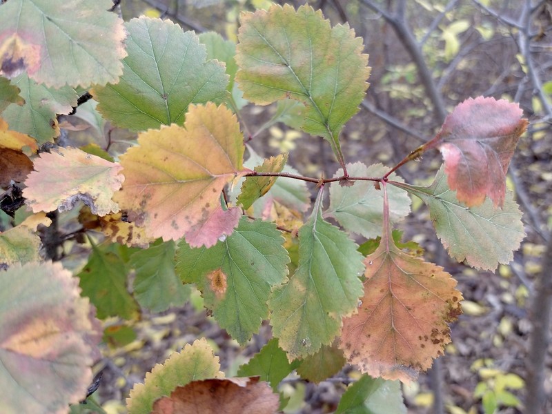 Crataegus viridis var. glabriuscula photo 6