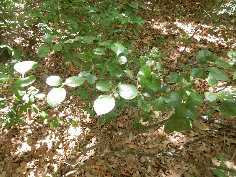 Crataegus viridis var. glabriuscula photo 7
