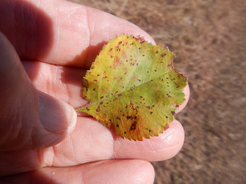 Crataegus viridis var. glabriuscula photo 8