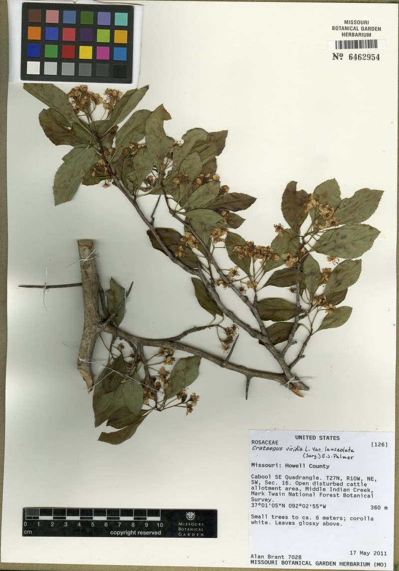Crataegus viridis var. lanceolata