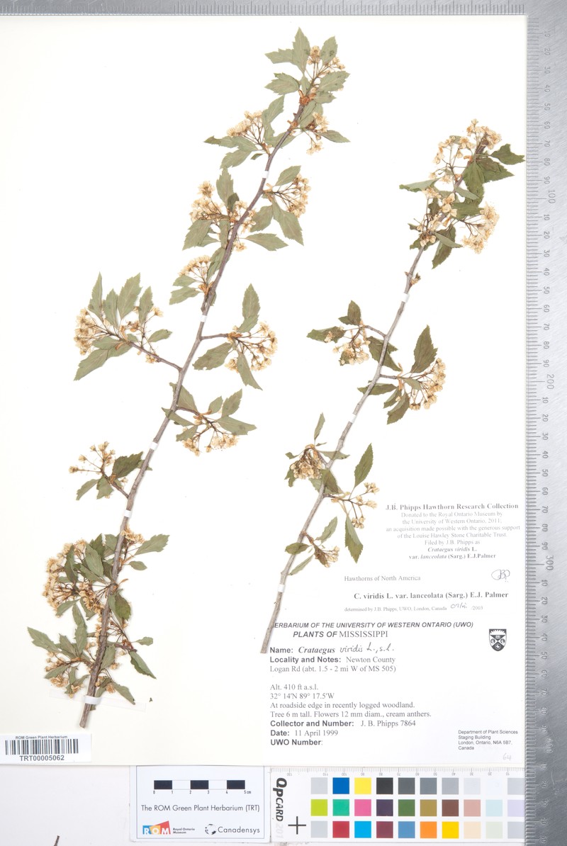 Crataegus viridis var. lanceolata photo 2