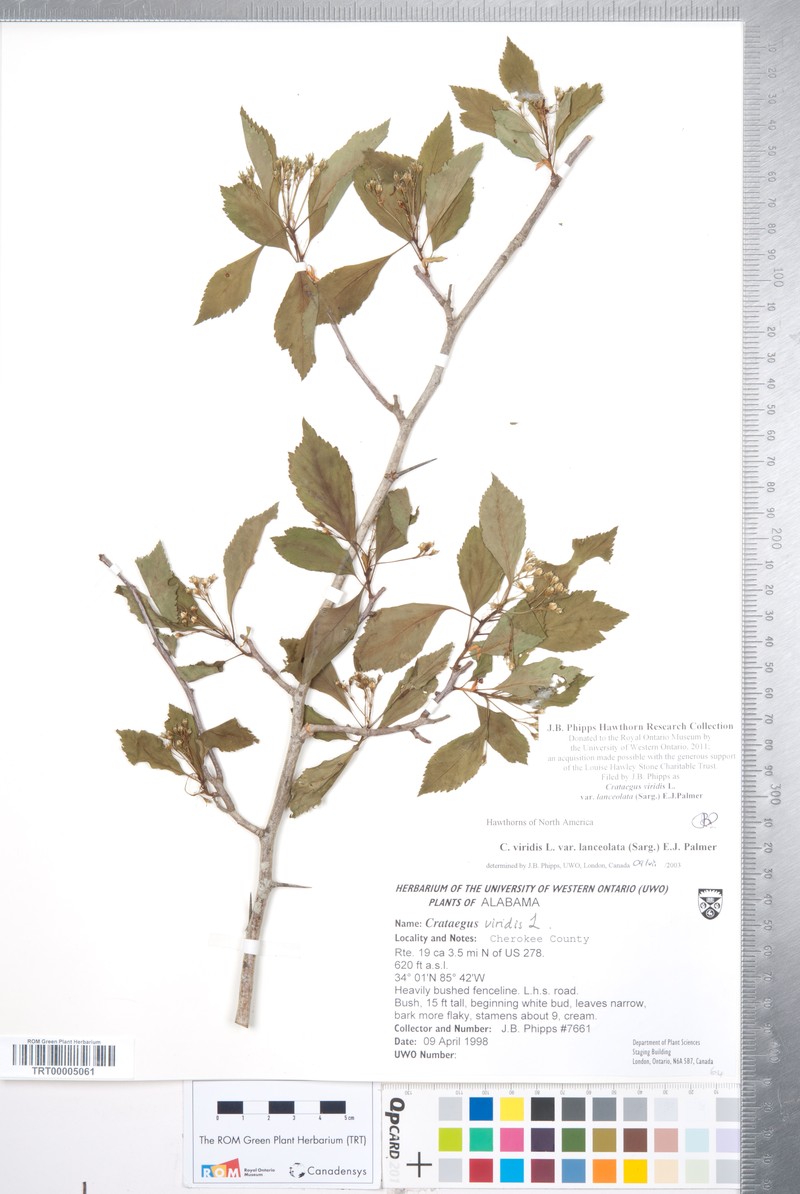 Crataegus viridis var. lanceolata photo 3