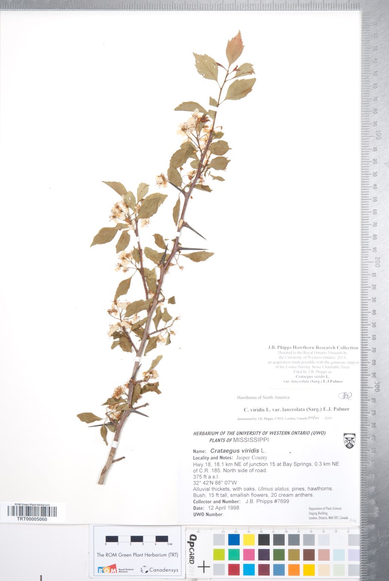 Crataegus viridis var. lanceolata photo 4