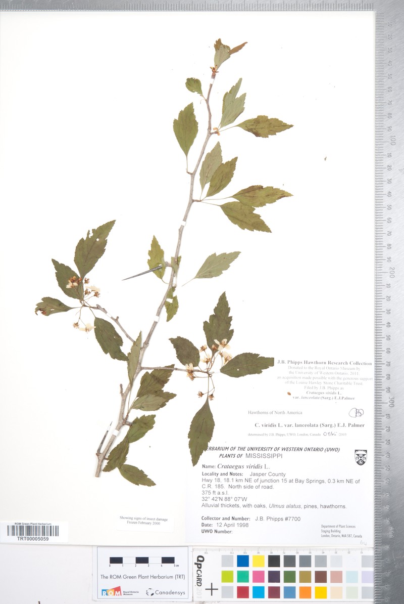 Crataegus viridis var. lanceolata photo 5