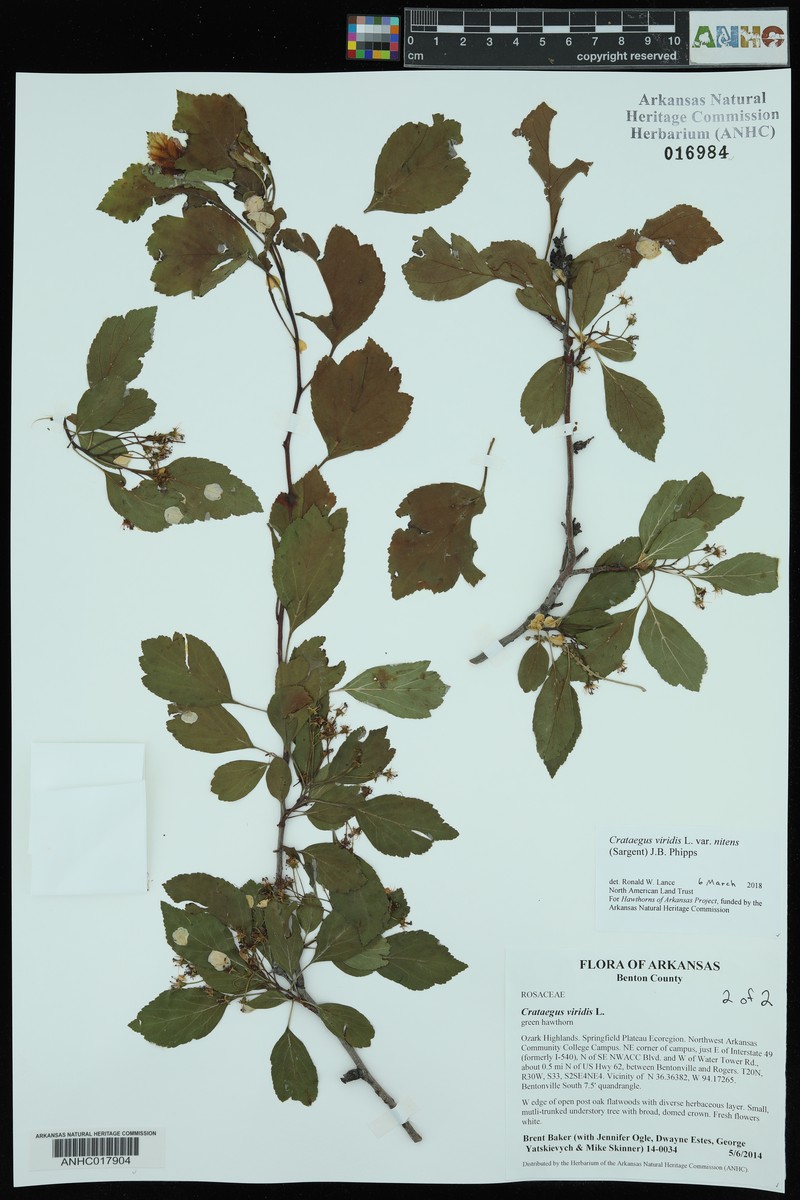 Crataegus viridis var. nitens