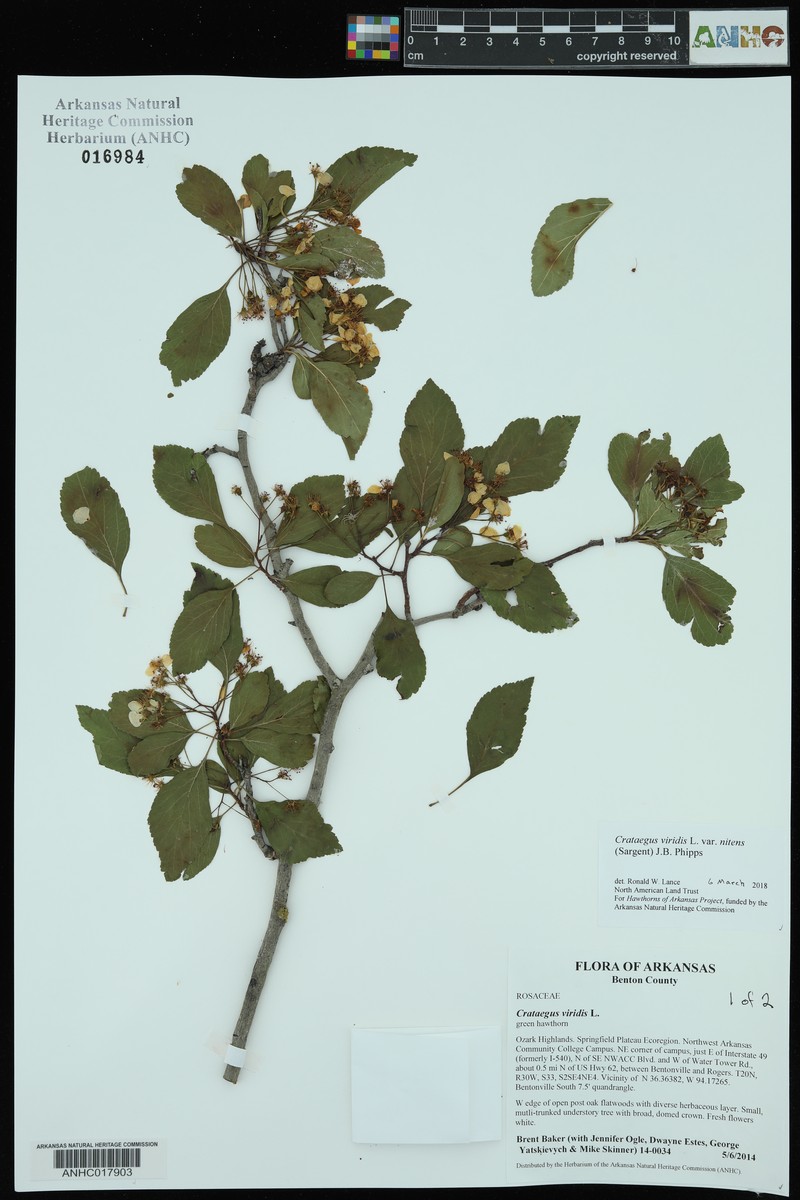 Crataegus viridis var. nitens photo 2