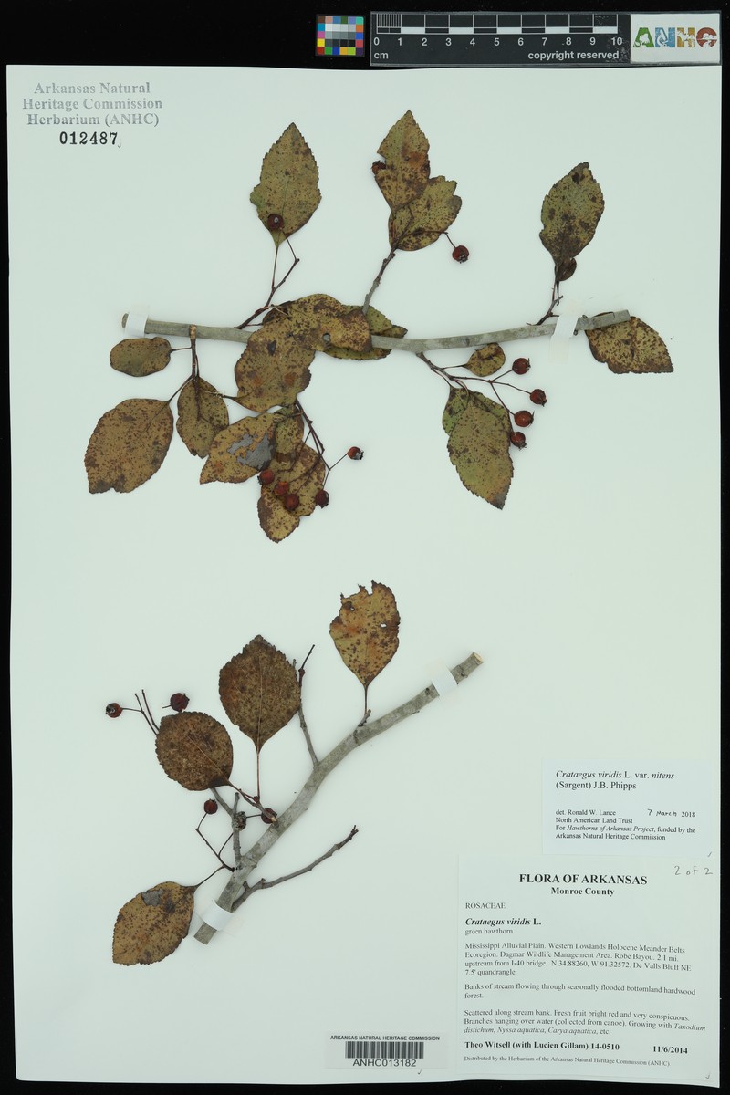 Crataegus viridis var. nitens photo 3
