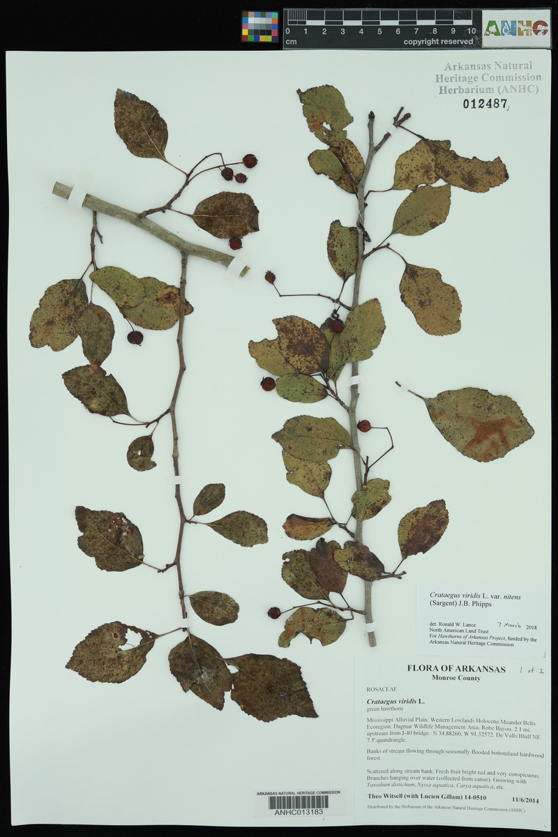 Crataegus viridis var. nitens photo 4
