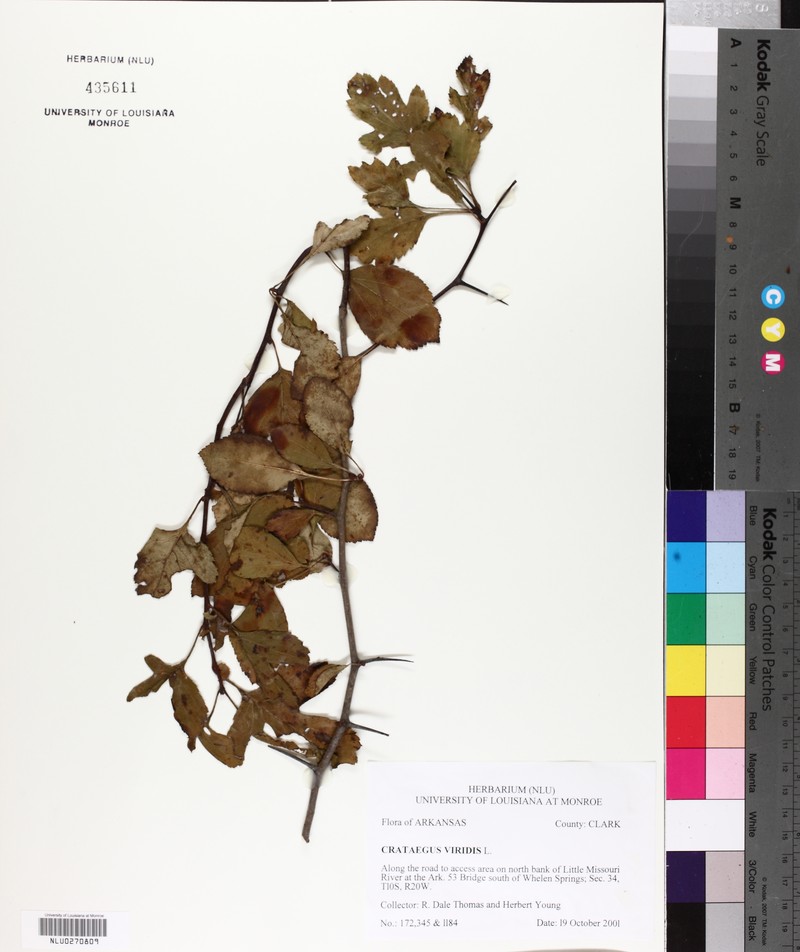 Crataegus viridis var. nitens photo 5