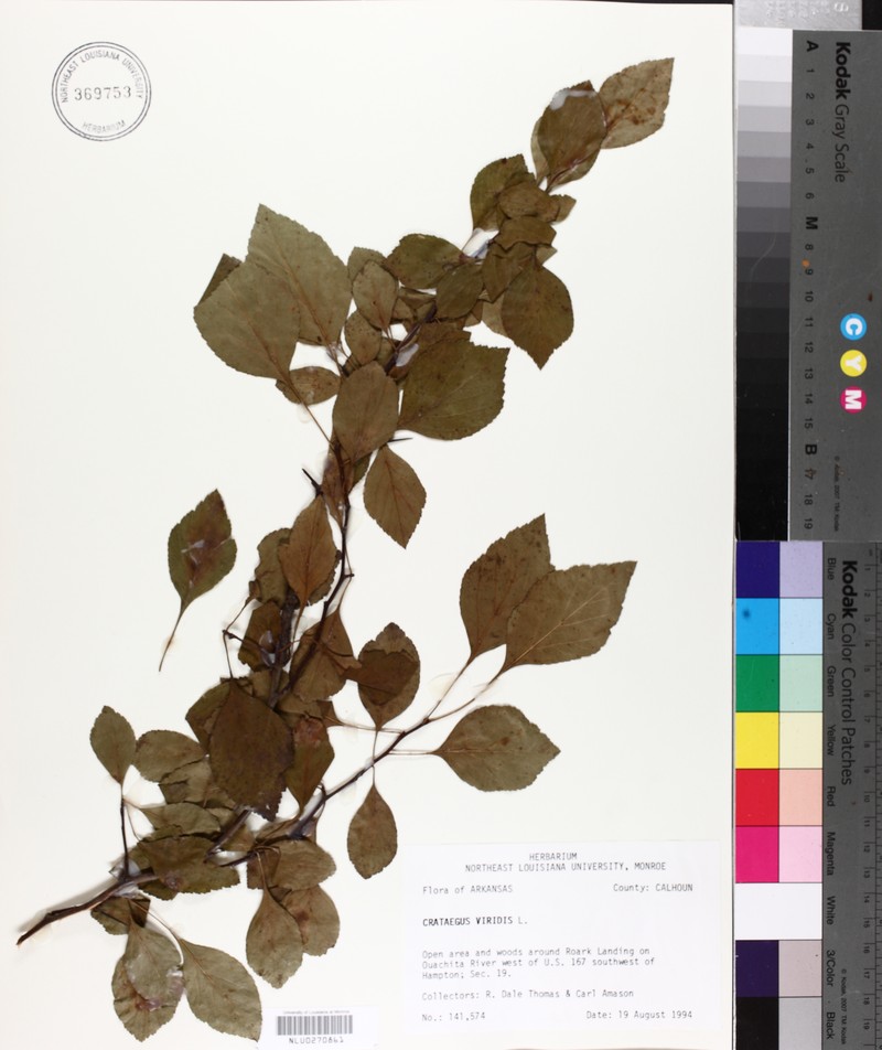 Crataegus viridis var. nitens photo 6