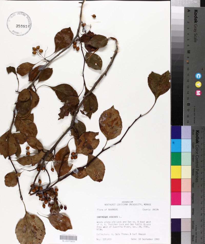 Crataegus viridis var. nitens photo 7