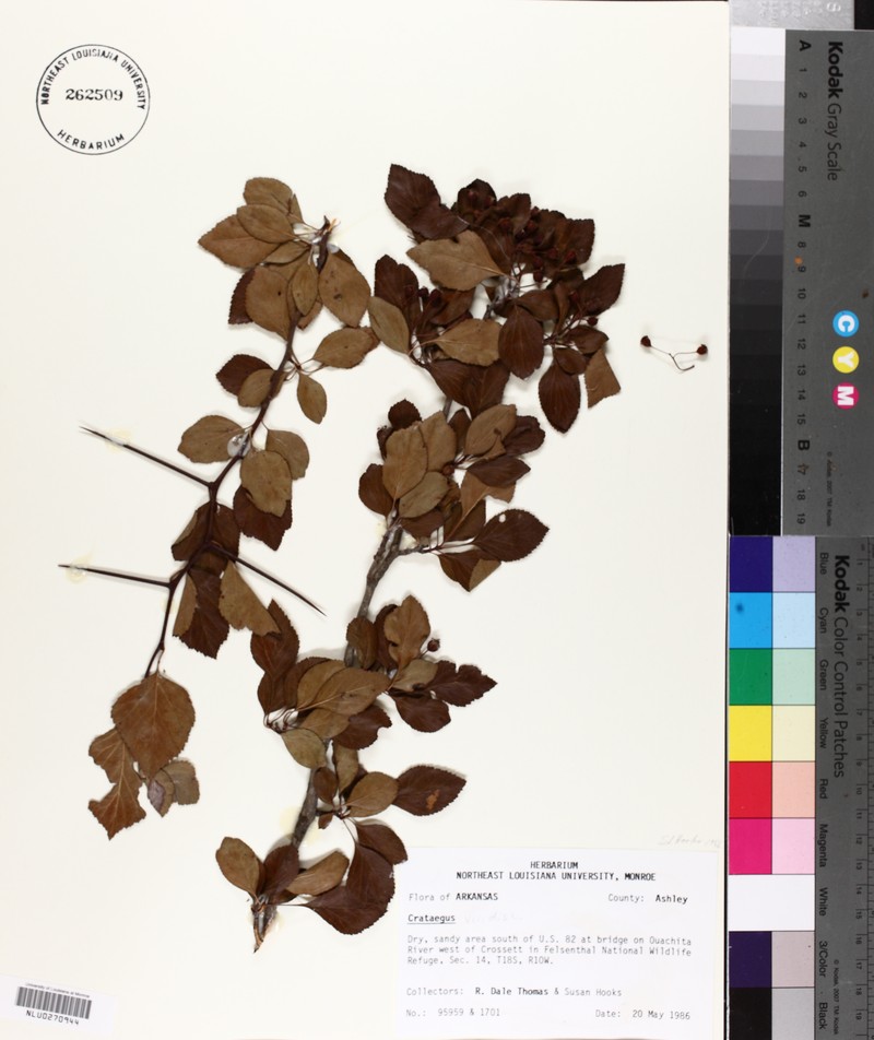 Crataegus viridis var. nitens photo 8