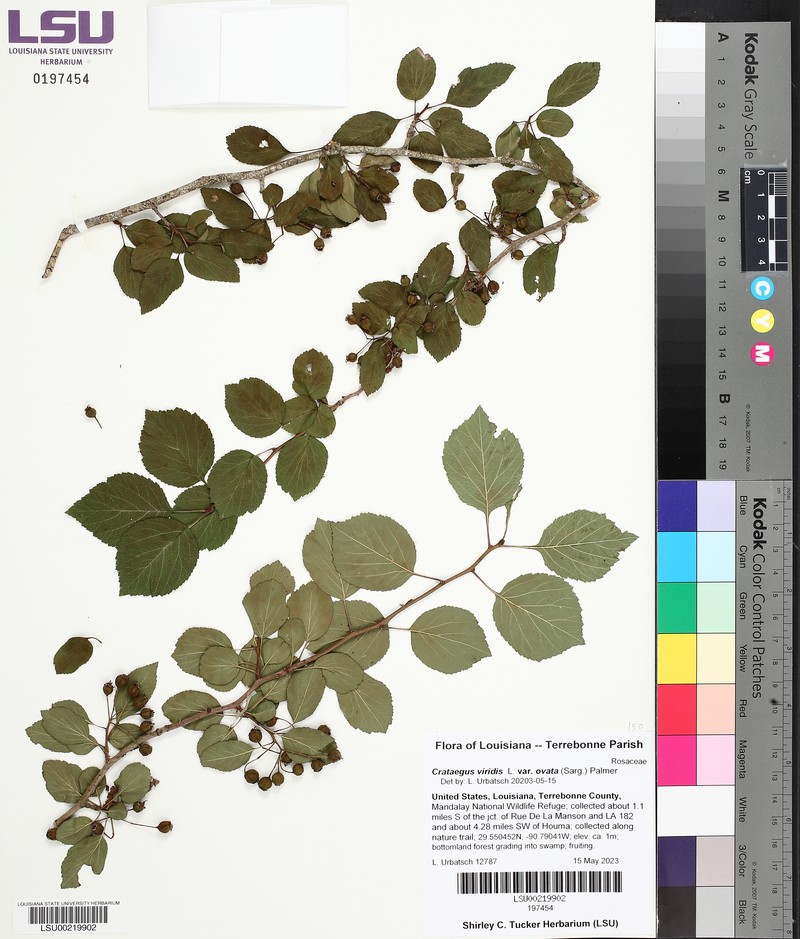 Ovateleaf Hawthorn photo 3