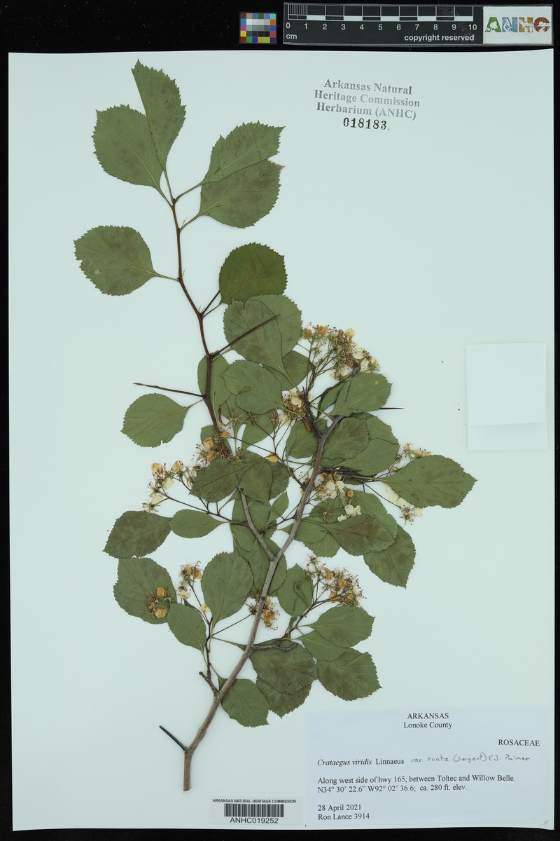 Ovateleaf Hawthorn photo 4