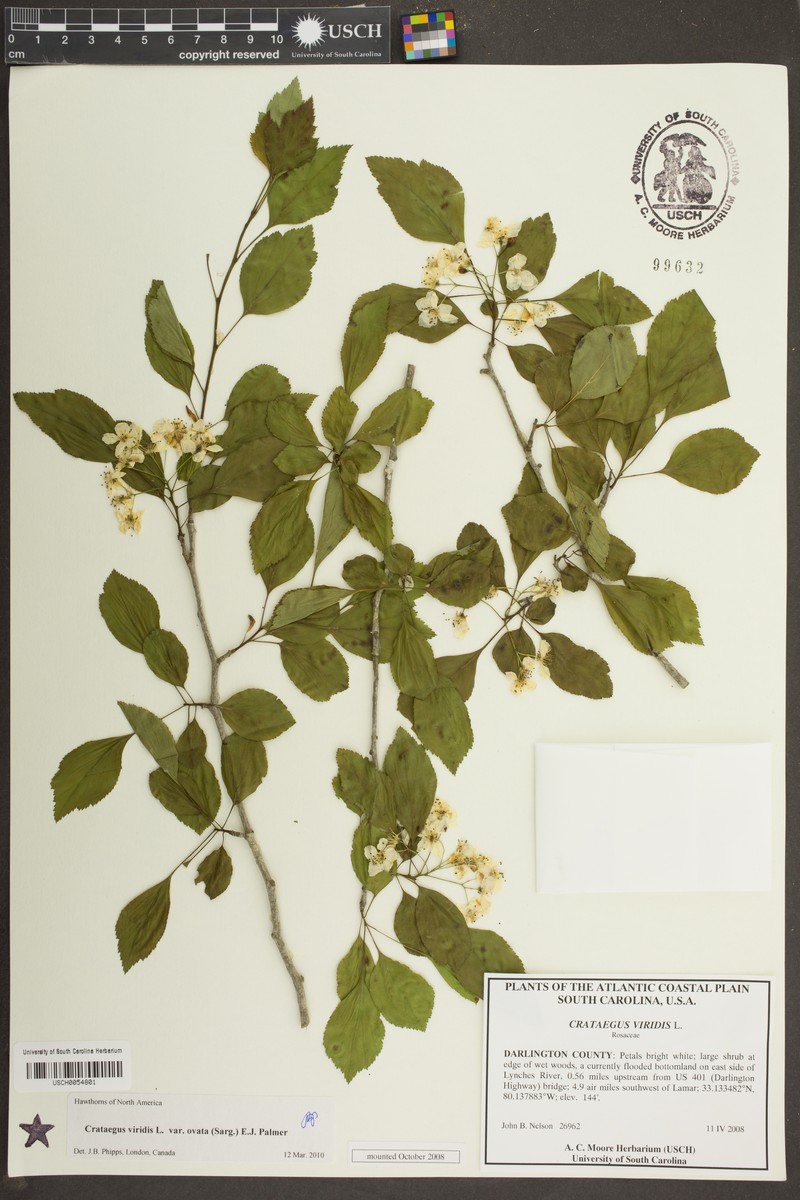 Ovateleaf Hawthorn photo 5