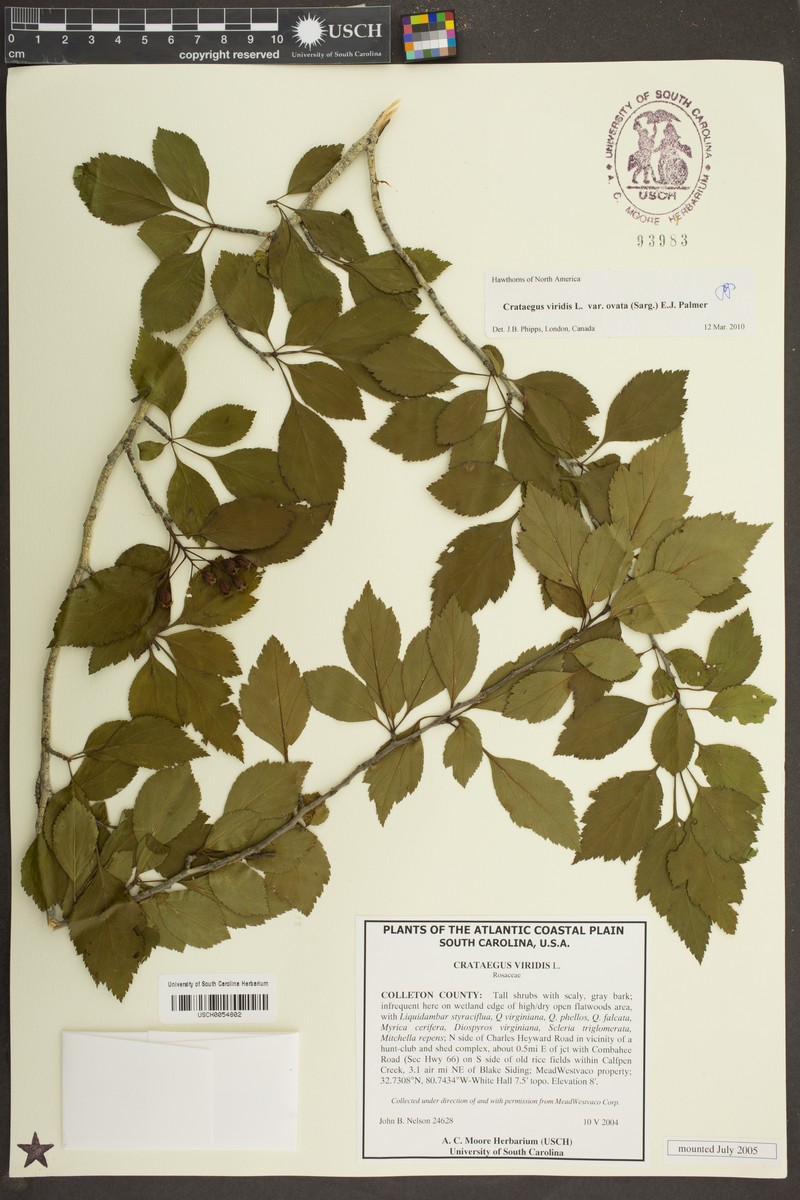 Ovateleaf Hawthorn photo 6